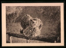 Ansichtskarte rossitten vogelw gebraucht kaufen  Berlin