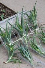 Organic aloe arborescens for sale  Milpitas
