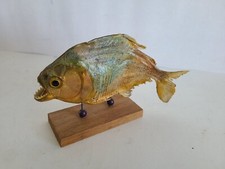 Piranha fish sun for sale  Cape Coral