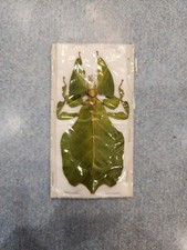 Bin2 green leaf for sale  Hill City