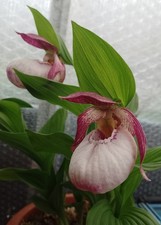Cypripedium lucy pinkepank for sale Cypripedium lucy pinkepank for sale  LISBURN