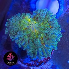Pale rainbow ricordea for sale  STOCKPORT