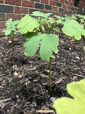 live tree for sale live tree for sale Mount Airy