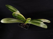 Clivia miniata variegated for sale Clivia miniata variegated for sale  MEXBOROUGH