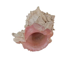 Pink spiny hermit for sale  Owings