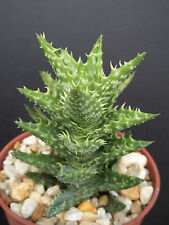 Aloe juvenna exotic for sale  Miami