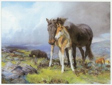 Mare foal dartmoor for sale  BARNSLEY