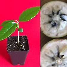 Caimito green star for sale  Jupiter
