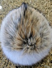 Real blue fox for sale  Kuna
