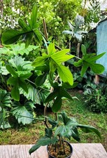 Philodendron pedatum plant for sale  Hollywood