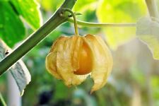 100 ground cherry for sale  Kingwood