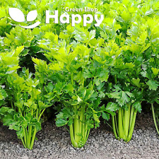 Vegetable seeds leaf for sale  DONCASTER