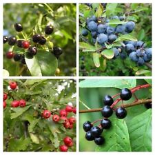 Frutta selvatica resistente usato  Spedire a Italy