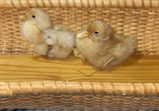 Vintage taxidermy ducklings for sale  Dudley