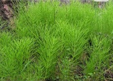 Horsetail shavegrass edible for sale  Stratford