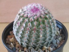 Cactus succulent echinocereus for sale  NOTTINGHAM