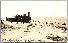 Jack rabbits snow for sale  New Hope