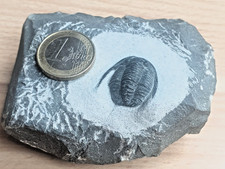 Trilobit fossil marokko gebraucht kaufen  Langenhagen
