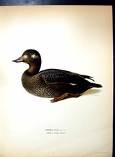 Estampa antiga original Oidemia Fusca pato de veludo comprar usado  Enviando para Brazil