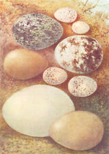 Eggs. carrion crow for sale  LONDON