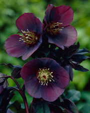 Hellebore hybrid blue for sale  STOCKPORT