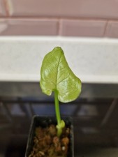 Syngonium moonshine for sale  LONDON