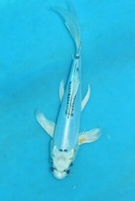 koi butterfly for sale koi butterfly for sale Estill