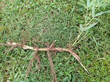 Moso live bamboo for sale  Evansville