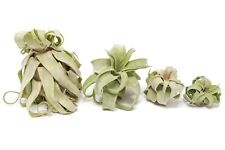 Medium tillandsia streptophyll for sale  Saint Augustine