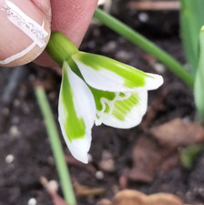 Galanthus plicatus adam gebraucht kaufen  Ribnitz-Damgarten