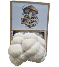 Lions mane mushroom for sale  TAUNTON