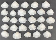 Schöne weiße muscheln gebraucht kaufen  Wanfried
