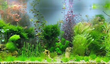 Invitro aquariumpflanzen moose gebraucht kaufen  Erfurt