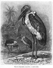 Marabu storch schreitvogel gebraucht kaufen  Lauenburg/ Elbe
