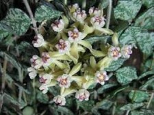 Hoya curtisii fiore usato  Maddaloni