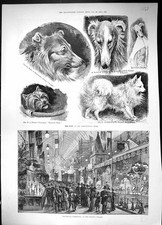 Old dog show for sale  UK