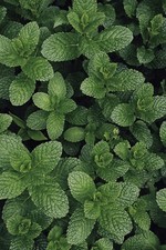 mint plant for sale mint plant for sale CHESTERFIELD