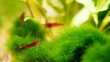 Neocaridina Krewetki słodkowodne do akwarium krewetkarium, używany na sprzedaż  PL
