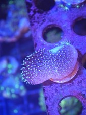 Toadstool reef mushroom for sale  FOLKESTONE