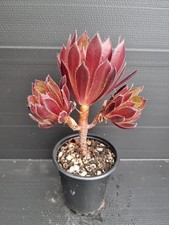 Aeonium torchbearer for sale  KILMARNOCK