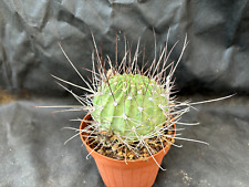 Lobivia longispina cactus usato  Massafra