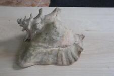 Ancien coquillage strombus d'occasion  France