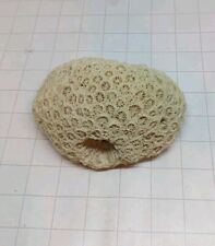 10cm brain coral for sale  SLOUGH