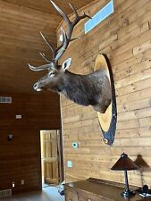 Taxidermy elk shoulder for sale  Shell Lake