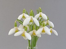 snowdrop bulbs for sale snowdrop bulbs for sale UK
