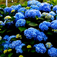 Hydrangea macrophylla nikko for sale  BALLYMENA
