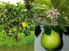 Citron citrus medica for sale  USA