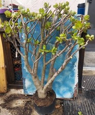 Jade bonsai years for sale  San Marcos