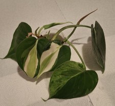 Philodendron päckchen sorten gebraucht kaufen Philodendron päckchen sorten gebraucht kaufen  Berlin