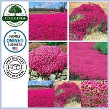 Red creeping thyme for sale  San Rafael